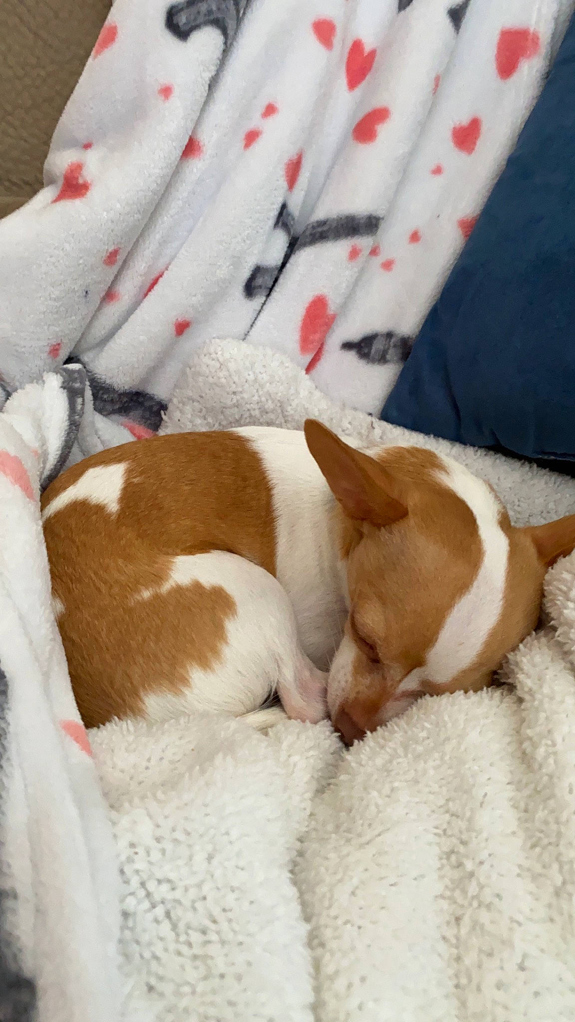 Nacho joined the competition — help win amazing prizes! bed_sheet, bedding, bedtime, blanket, carnivore, comfort, companion_dog, couch, dog, dog_breed, duvet, fawn, fur, linens, nap, non_sporting_group, paw, sporting_group, white, working_animal