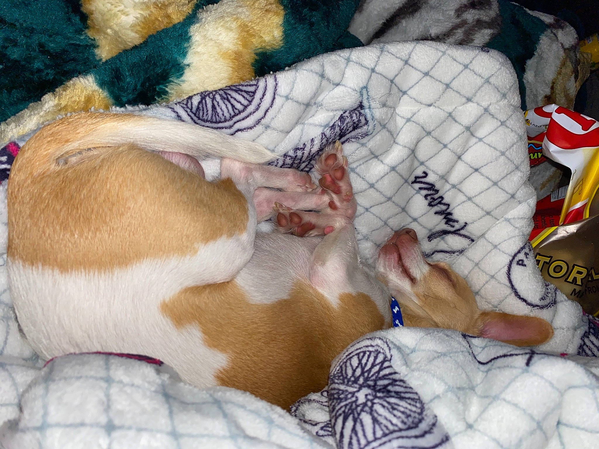 Nacho joined the competition — help win amazing prizes! art, barechested, bedding, bedtime, canidae, carmine, chest, comfort, companion_dog, dog, dog_breed, fawn, flesh, fur, human_leg, linens, nap, pattern, snout, textile