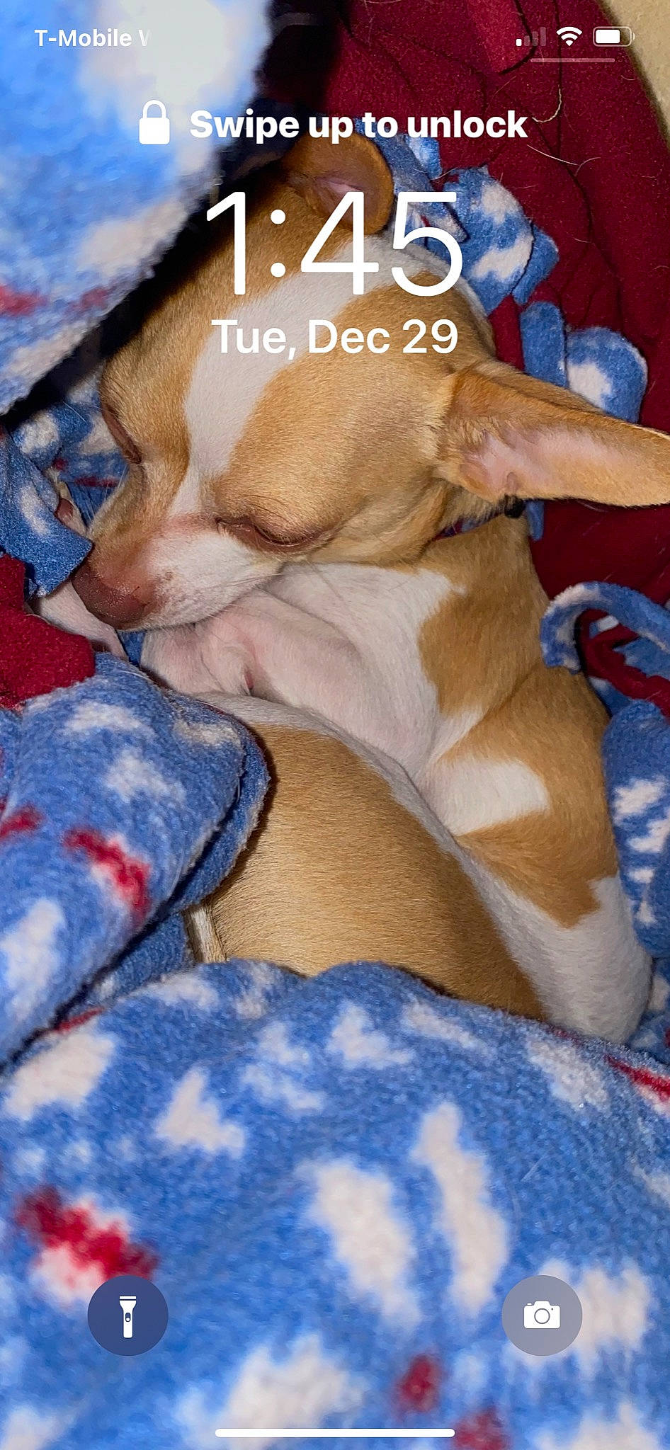 Nacho is registered to the contest to win money with this photo: art, blue, carnivore, comfort, companion_dog, dog, dog_breed, fawn, felidae, font, fur, gesture, human_leg, leg, linens, pattern, paw, textile, thigh, whiskers