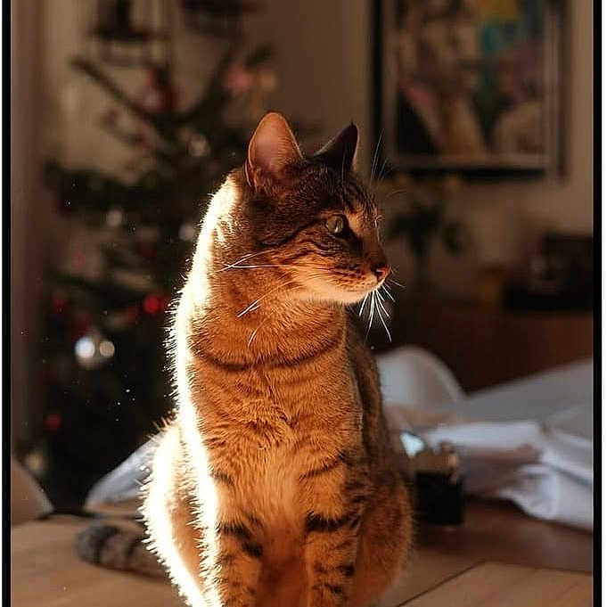 Bella a rejoint le concours — aidez-le/la à gagner de superbes lots ! blurred_background, cat, christmas_tree, cozy, decor, domestic_animal, feline, furniture, house, indoor, ornaments, painting, pet, portrait, sitting, sunlight, tabby, warm_light, whiskers, wooden_floor
