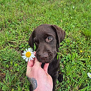 Apa a rejoint le concours — aidez-le/la à gagner de superbes lots ! adorable, animal, chocolate_labrador, closeup, cute, daisy, dog, flora, flower, grass, greenery, hand, leaf, nature, outdoor, pet, playful, puppy, tattoo, young_dog