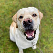 Némo a rejoint le concours — aidez-le/la à gagner de superbes lots ! animal, canine, close_up, companion, cute, dog, ears, eyes, friendly, fur, grass, happy, labrador, nose, outdoor, pet, playful, smiling, teeth, tongue
