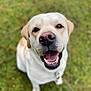 animal, canine, close_up, companion, cute, dog, ears, eyes, friendly, fur, grass, happy, labrador, nose, outdoor, pet, playful, smiling, teeth, tongue