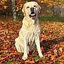 Némo a rejoint le concours — aidez-le/la à gagner de superbes lots ! animal, autumn, brown, canine, dog, fall, fur, grass, labrador, leaves, mammal, nature, open_mouth, outdoor, park, pet, sitting, sunlight, tree, yellow
