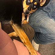 Moca joined the competition — help win amazing prizes! affectionate, black_and_tan, blue_eyes, carpet, casual_clothing, close_up, collar, comfort, couch, dog, footwear, fur, indoor, jeans, leg, paw, person, pet, relaxed, resting