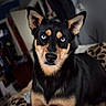 Moca joined the competition — help win amazing prizes! animal, background_blur, black_and_tan, blanket, blue_eyes, close_up, dog, ears, expression, face, fur, furry, household, indoors, leopard_print, looking_at_camera, nose, pet, portrait, whiskers