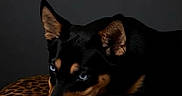 Moca is registered to the contest to win money with this photo: animal_portrait, black_dog, blue_eyes, calm, canine, closeup, cushion, dark_background, dog, ears, fur, indoor, leopard_print, looking_away, lying_down, muzzle, paws, pet, quiet, resting