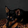 animal_portrait, black_dog, blue_eyes, calm, canine, closeup, cushion, dark_background, dog, ears, fur, indoor, leopard_print, looking_away, lying_down, muzzle, paws, pet, quiet, resting