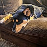 Moca is registered to the contest to win money with this photo: animal, brown, canine, carpet, collar, comfort, couch, cozy, dog, ear, fur, home, indoor, paw, pet, relaxed, resting, sleeping, snout, texture