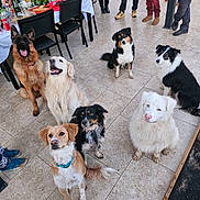 Baloo participe au concours pour gagner de l'argent avec cette photo : attention, bottles, canine, collar, cute, dog, dogs, fur, glasses, group, legs, outdoor, people, pets, shoes, snacks, table, tile_floor, various_breeds, waiting