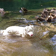 Baloo a rejoint le concours — aidez-le/la à gagner de superbes lots ! dog, white_dog, water, river, stick, swimming, nature, outdoor, sunlight, wood, ripples, playful, animal, pet, canine, wet, shallow_water, daylight, forest, relaxing
