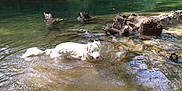 Baloo a rejoint le concours — aidez-le/la à gagner de superbes lots ! animal, canine, daylight, dog, forest, nature, outdoor, pet, playful, relaxing, ripples, river, shallow_water, stick, sunlight, swimming, water, wet, white_dog, wood