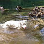 dog, white_dog, water, river, stick, swimming, nature, outdoor, sunlight, wood, ripples, playful, animal, pet, canine, wet, shallow_water, daylight, forest, relaxing