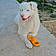 Baloo