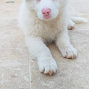 Baloo participe au concours pour gagner de l'argent avec cette photo : animal, blue_eyes, cute, daylight, dog, flower, fur, garden, greenery, nature, outdoor, patio, pet, pink_nose, plant, puppy, relaxed, tile_floor, white_fur, young