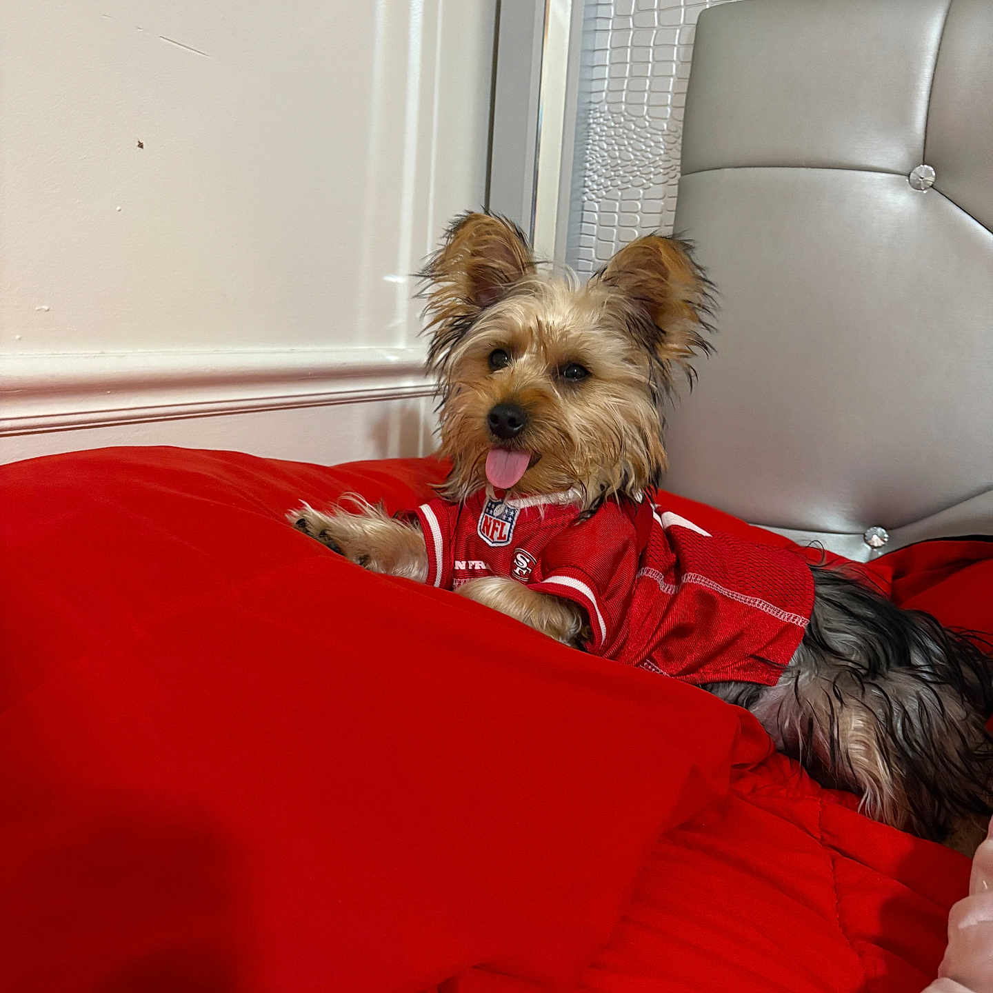 Benji joined the competition — help win amazing prizes! affenpinscher, airedale, animal, bed, bedroom, blanket, canine, cockerspaniel, couch, cushion, dog, furniture, homedecor, indoors, papillon, pet, poodle, puppy, room, terrier