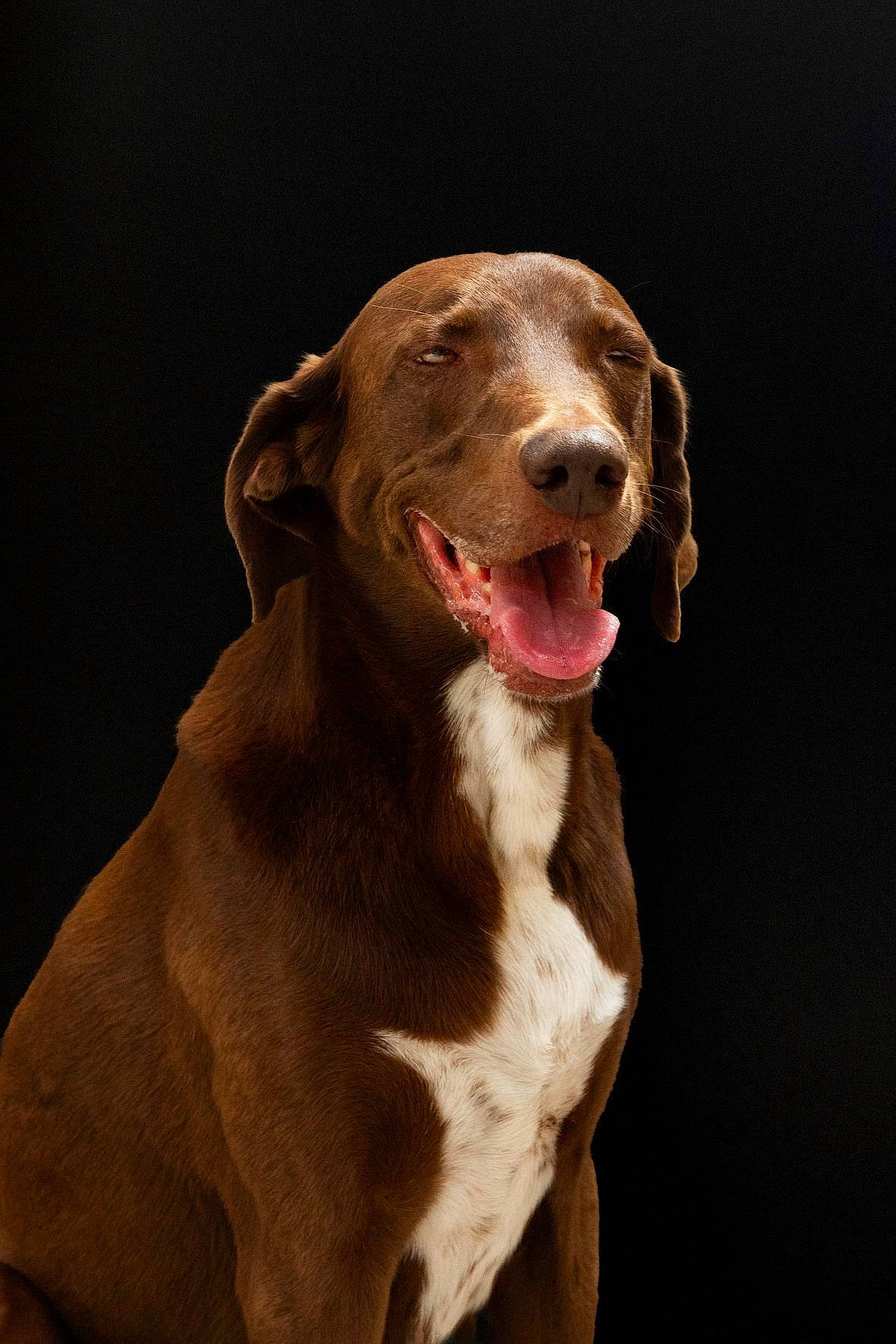 Pluto participe au concours pour gagner de l'argent avec cette photo : canidae, carnivore, dog, dog_breed, ear, fawn, hunting_dog, liver, mammal, pointer, pointing_breed, rare_breed_dog, snout, sporting_group, vertebrate, vizsla, weimaraner