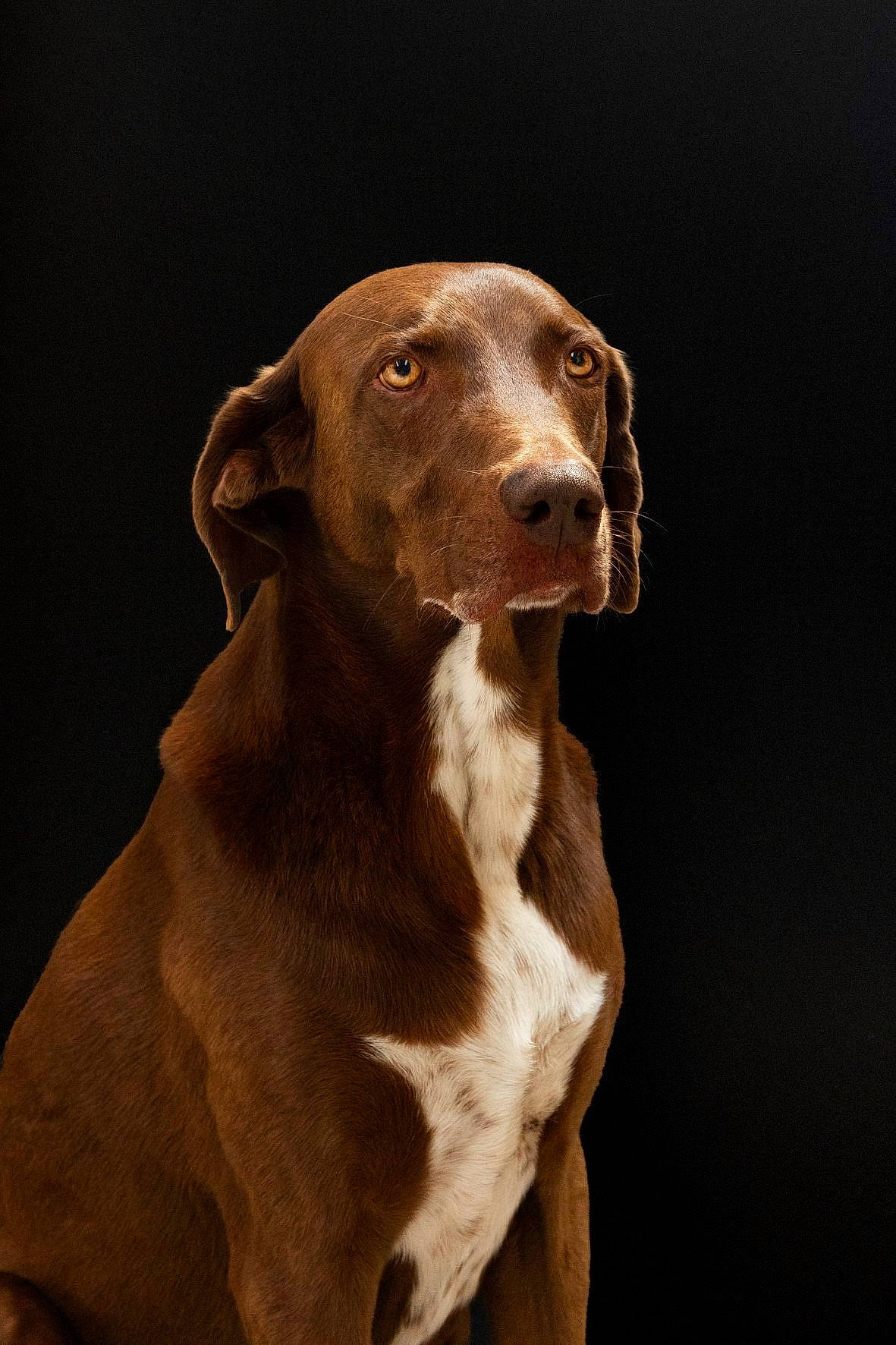 Pluto participe au concours pour gagner de l'argent avec cette photo : braque_francais, canidae, carnivore, dog, dog_breed, fawn, german_shorthaired_pointer, hunting_dog, liver, mammal, pointer, pointing_breed, snout, sporting_group, vertebrate, vizsla, weimaraner