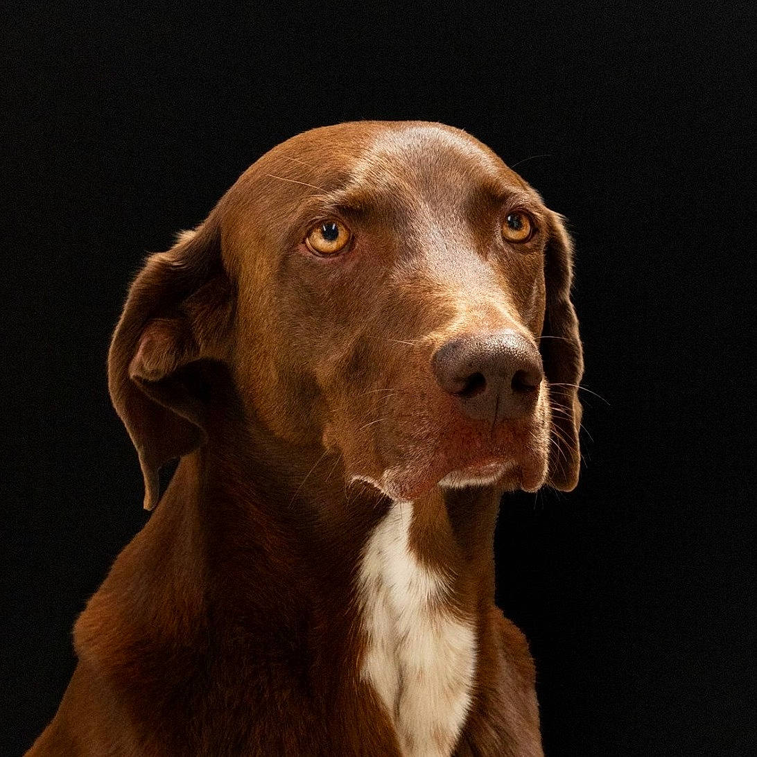 Pluto participe au concours pour gagner de l'argent avec cette photo : braque_francais, canidae, carnivore, dog, dog_breed, ear, german_shorthaired_pointer, gun_dog, hunting_dog, liver, mammal, pointer, pointing_breed, snout, sporting_group, vertebrate, vizsla, weimaraner, whiskers