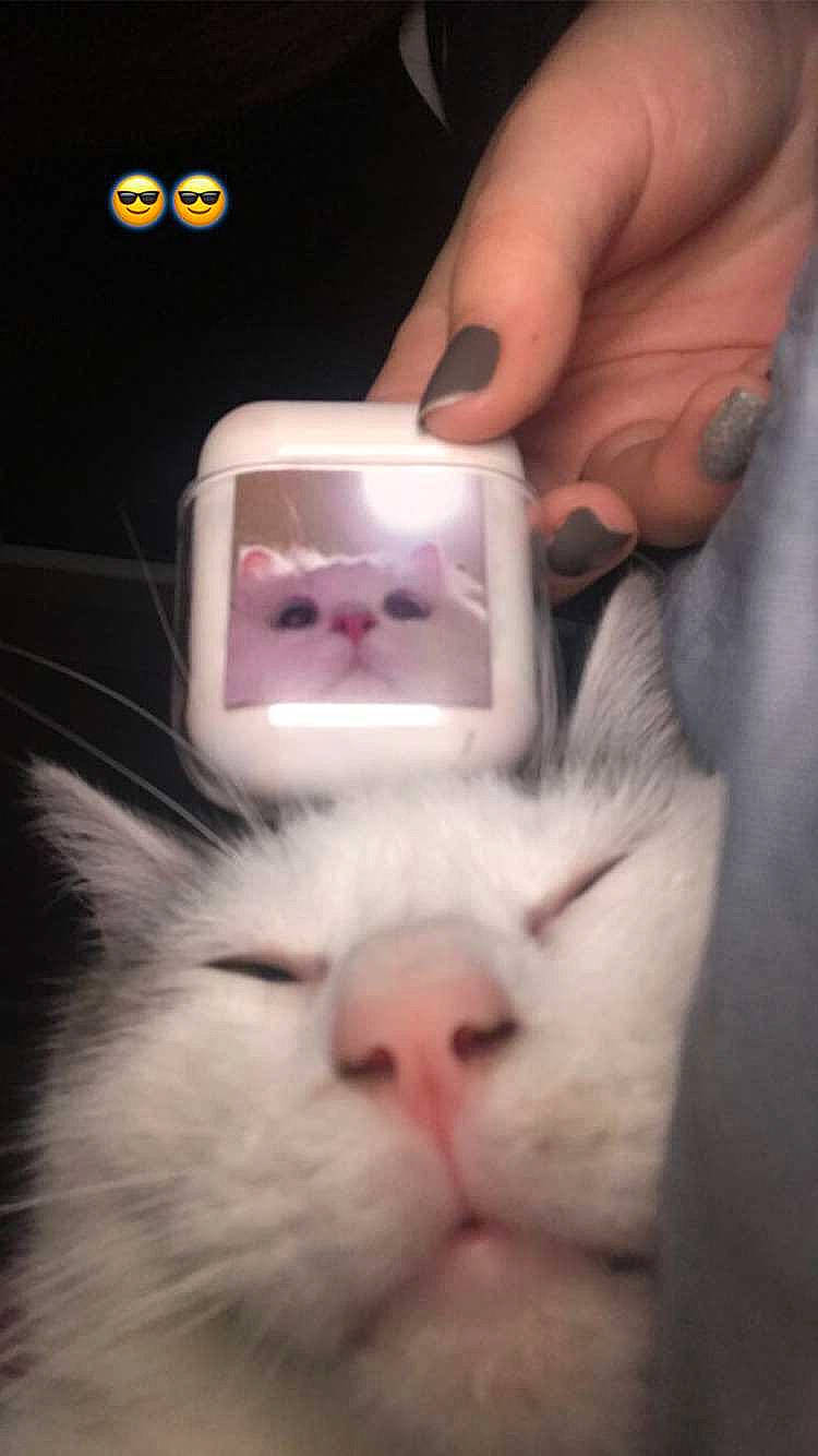 Peppa participe au concours pour gagner de l'argent avec cette photo : carnivore, cat, companion_dog, domestic_short_haired_cat, eyelash, fang, fawn, felidae, finger, fur, gesture, iris, logo, nail, paw, photo_caption, small_to_medium_sized_cats, snout, thumb, whiskers