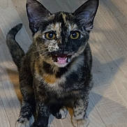Lexi joined the competition — help win amazing prizes! kitten, cat, tortoiseshell, pet, animal, feline, wooden_floor, curious, meowing, small, cute, domestic, young, sitting, whiskers, ears, paws, tail, indoor, fur
