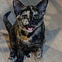 kitten, cat, tortoiseshell, pet, animal, feline, wooden_floor, curious, meowing, small, cute, domestic, young, sitting, whiskers, ears, paws, tail, indoor, fur