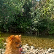 Chanel a rejoint le concours — aidez-le/la à gagner de superbes lots ! dog, puppy, outdoor, riverbank, rocks, water, trees, nature, sunlight, leash, calm, fluffy, brown_fur, relaxing, summer, greenery, canine, animal, pet, scenic