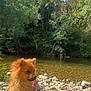 dog, puppy, outdoor, riverbank, rocks, water, trees, nature, sunlight, leash, calm, fluffy, brown_fur, relaxing, summer, greenery, canine, animal, pet, scenic