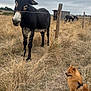 donkey, dog, grass, field, fence, wire_fence, cloudy_sky, farm, animal, mammal, outdoor, rural, brown_dog, small_dog, sitting, standing, nature, pet, canine, equine
