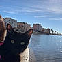 cat, black_cat, animal, pet, outdoor, water, sunlight, reflection, sky, building, shore, beach, nature, daytime, ears, whiskers, eyes, curious, holding, human
