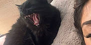 Bagheera participe au concours pour gagner de l'argent avec cette photo : black_cat, cat, feline, yawning, teeth, person, face, pillow, bed, headboard, wood, indoor, resting, cozy, fur, sleepy, closeup, animal, pet, human