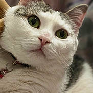 Macha participe au concours pour gagner de l'argent avec cette photo : animal_face, background_blur, cat, close_up, collar, curious, cute, domestic_animal, feline, fluffy, gray_fur, green_eyes, indoor, pet, pink_nose, portrait, relaxed, soft_texture, whiskers, white_fur