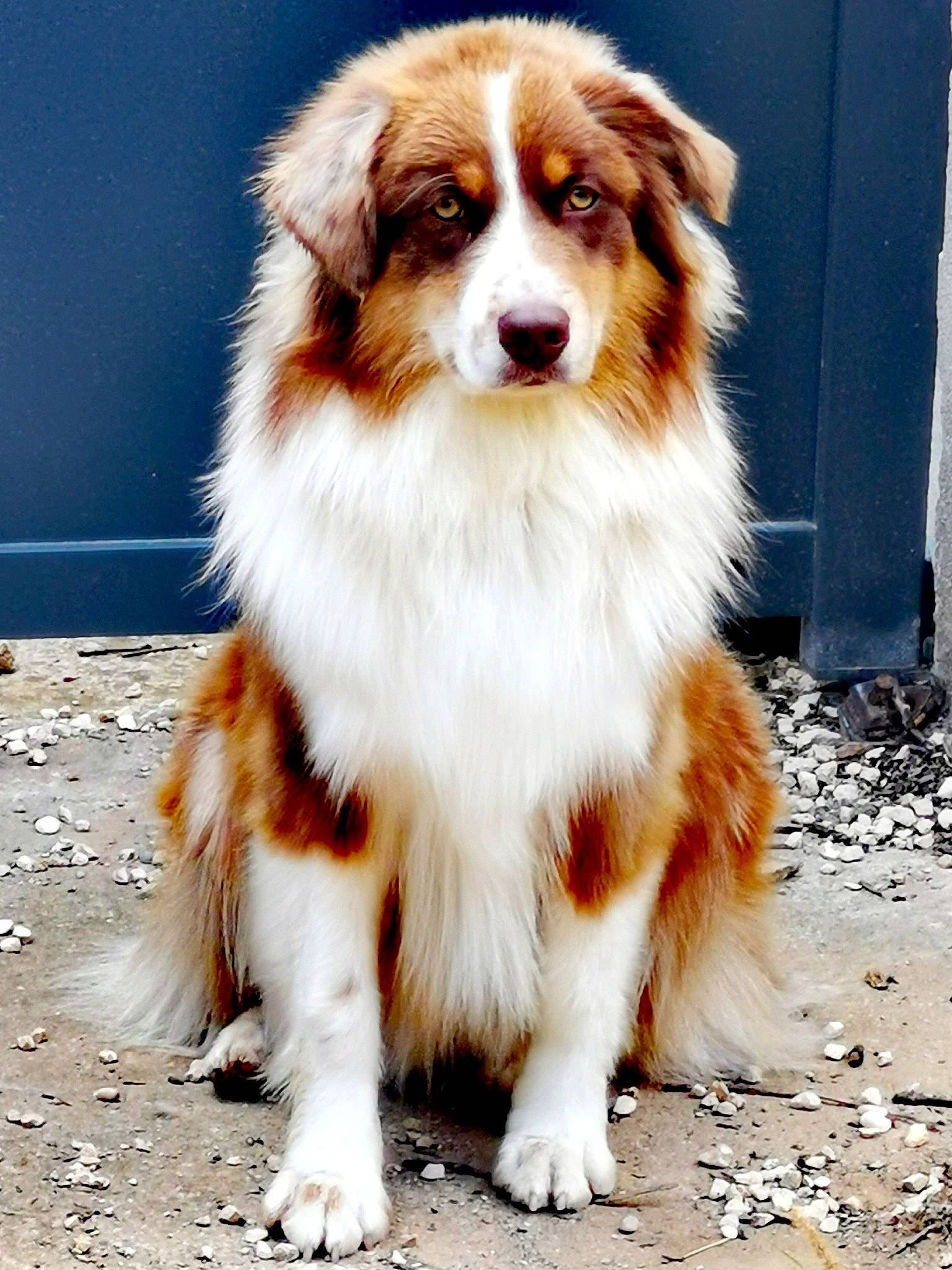 Savannah a rejoint le concours — aidez-le/la à gagner de superbes lots ! ancient_dog_breeds, australian_collie, balance, border_collie, canidae, carnivore, collie, companion_dog, dog, dog_breed, fawn, fur, herding_dog, snout, sporting_group, terrestrial_animal, whiskers, working_dog