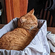 Oscar is registered to the contest to win money with this photo: cat, ginger_cat, orange_tabby, sleeping, nap, box, fabric, table, wooden_cabinet, whiskers, pet, cozy, indoor, fur, close_up, relaxed, furniture, cushion, domestic_animal, home