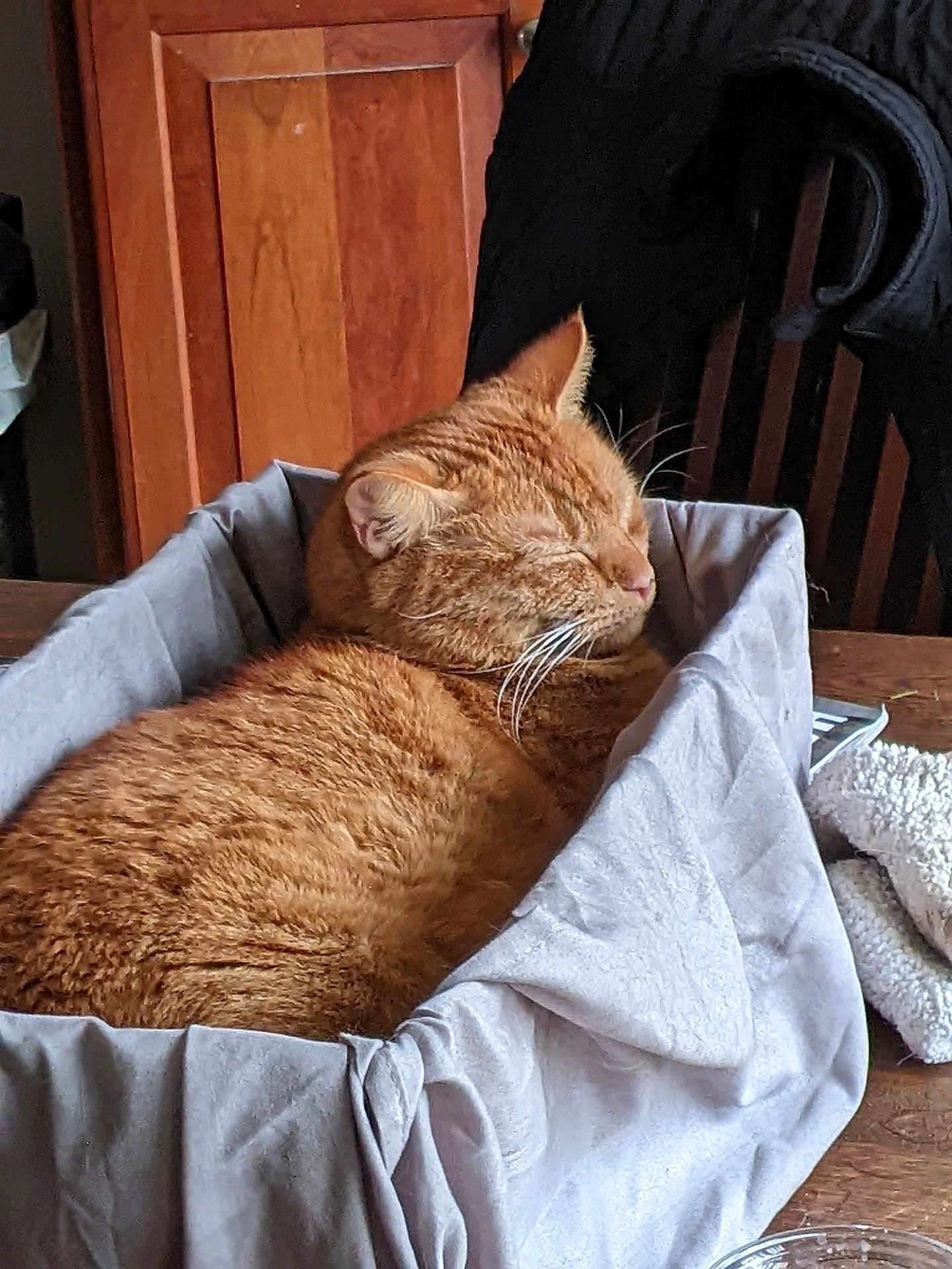 Oscar is registered to the contest to win money with this photo: cat, ginger_cat, orange_tabby, sleeping, nap, box, fabric, table, wooden_cabinet, whiskers, pet, cozy, indoor, fur, close_up, relaxed, furniture, cushion, domestic_animal, home