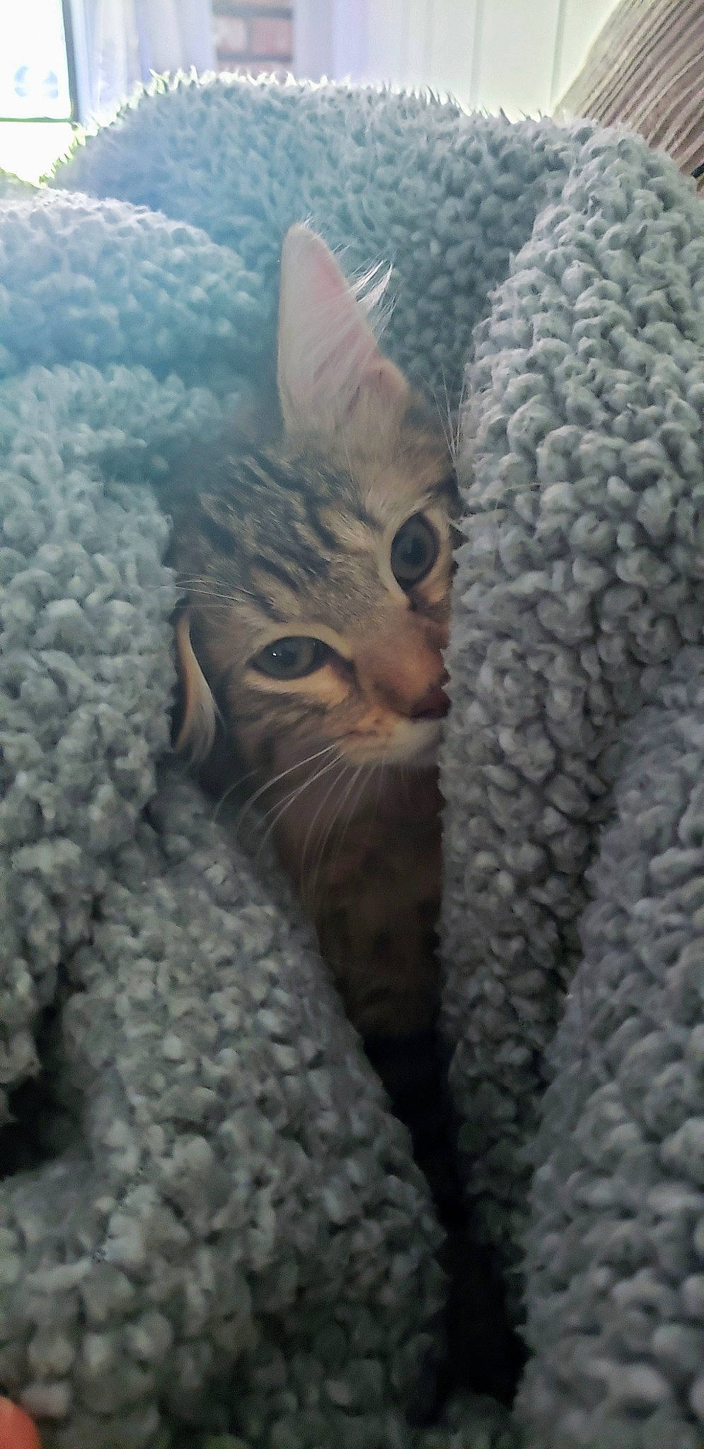 Dexter is registered to the contest to win money with this photo: aegean_cat, asian, california_spangled, carnivore, cat, close_up, domestic_short_haired_cat, dragon_li, egyptian_mau, european_shorthair, fawn, felidae, german_rex, kitten, ocicat, pixie_bob, small_to_medium_sized_cats, snout, tabby_cat, whiskers