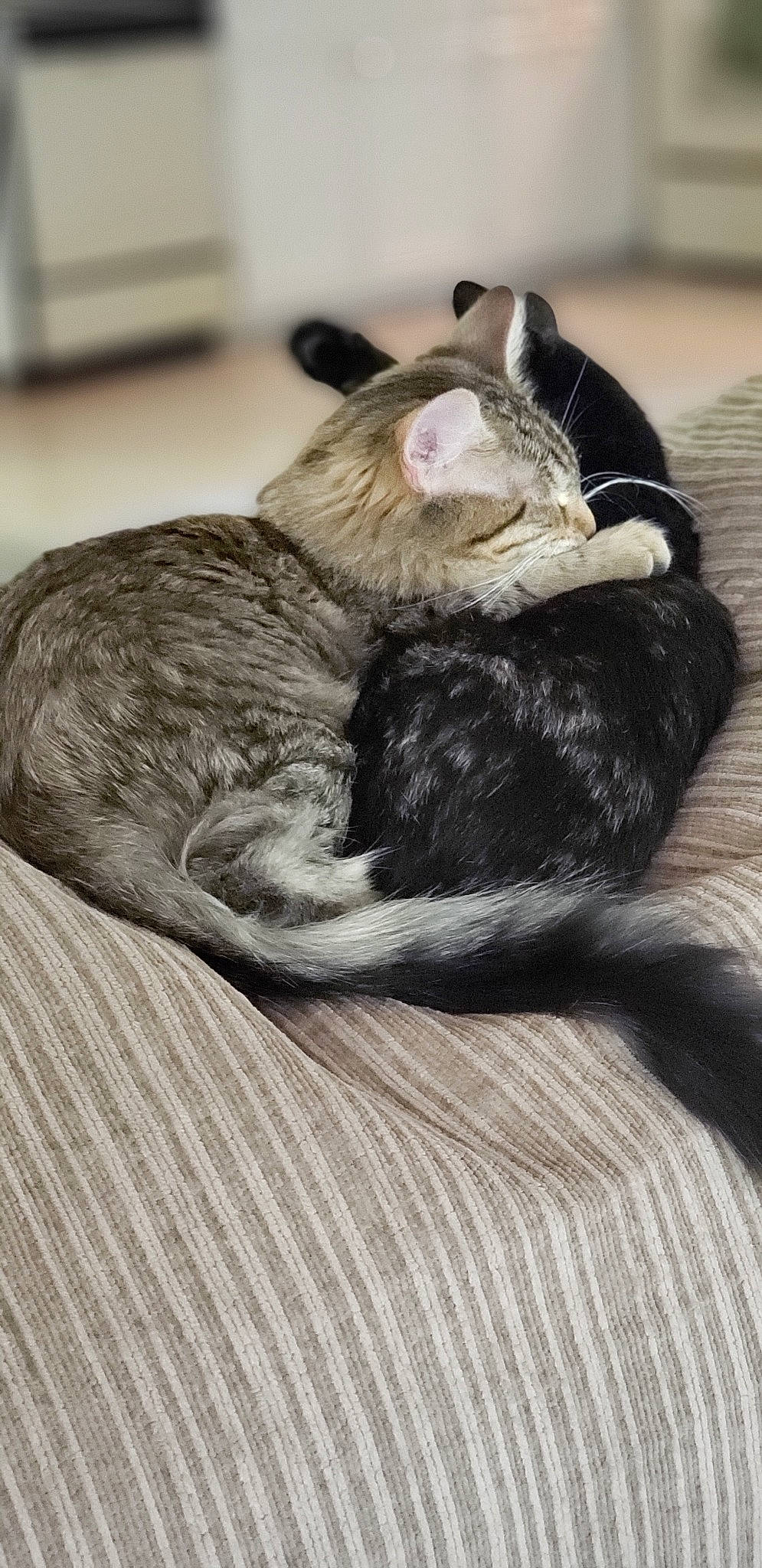 Dexter joined the competition — help win amazing prizes! asian, carnivore, cat, comfort, domestic_short_haired_cat, ear, felidae, fur, kitten, nap, paw, small_to_medium_sized_cats, snout, tabby_cat, tail, whiskers