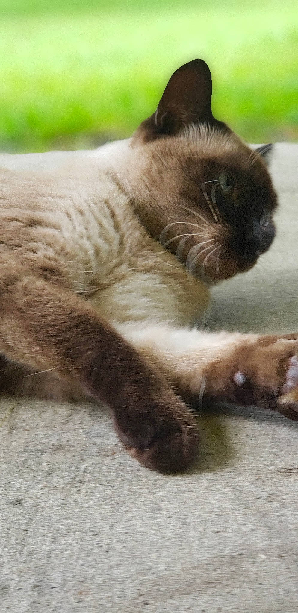 Su Ling joined the competition — help win amazing prizes! asian, balinese, birman, burmese, carnivore, cat, claw, fawn, felidae, himalayan, javanese, mammal, siamese, small_to_medium_sized_cats, snout, snowshoe, thai, tonkinese, vertebrate, whiskers