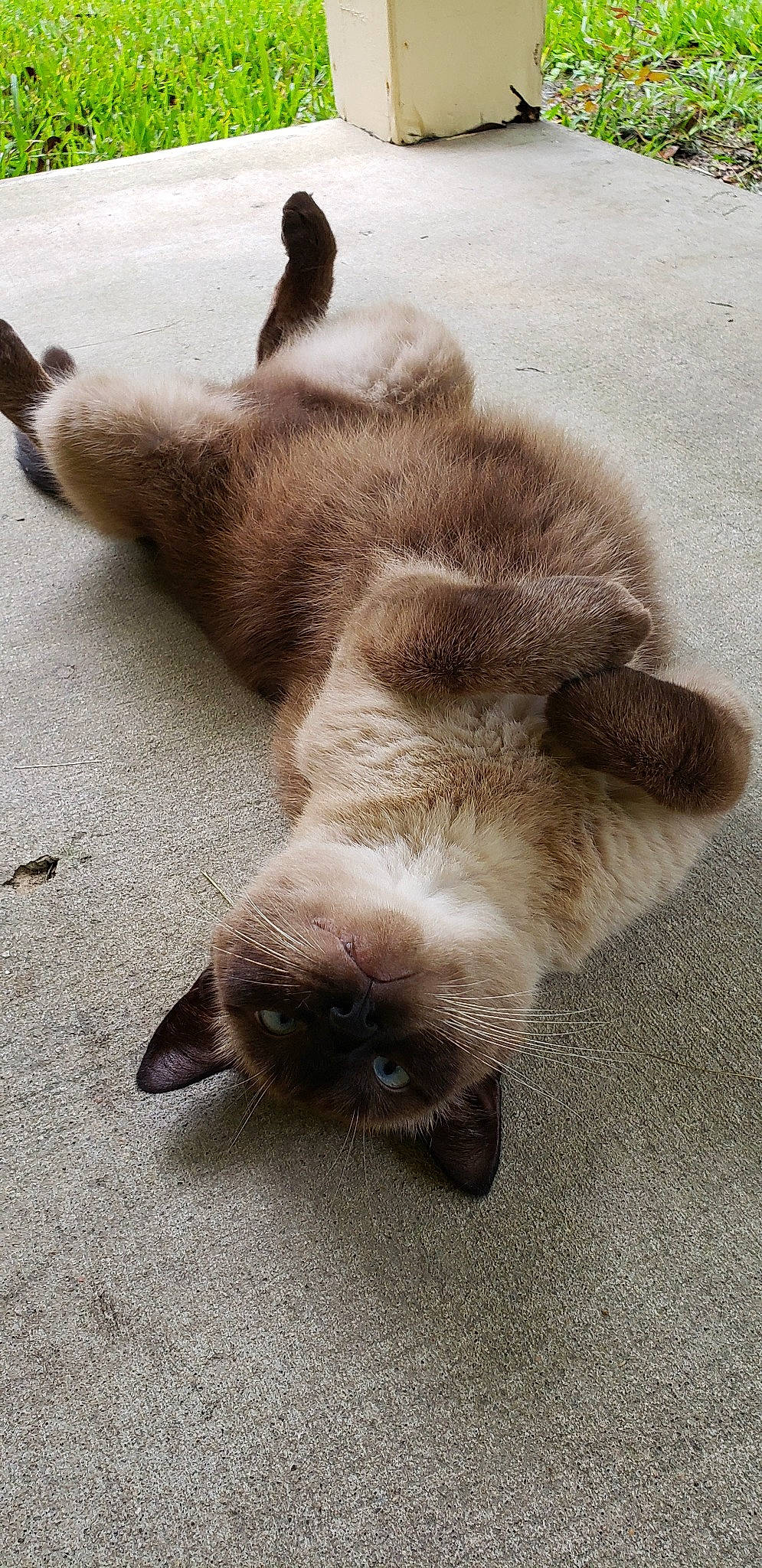 Su Ling joined the competition — help win amazing prizes! balinese, birman, carnivore, cat, claw, fawn, felidae, himalayan, paw, ragdoll, siamese, small_to_medium_sized_cats, snout, snowshoe, tail, thai