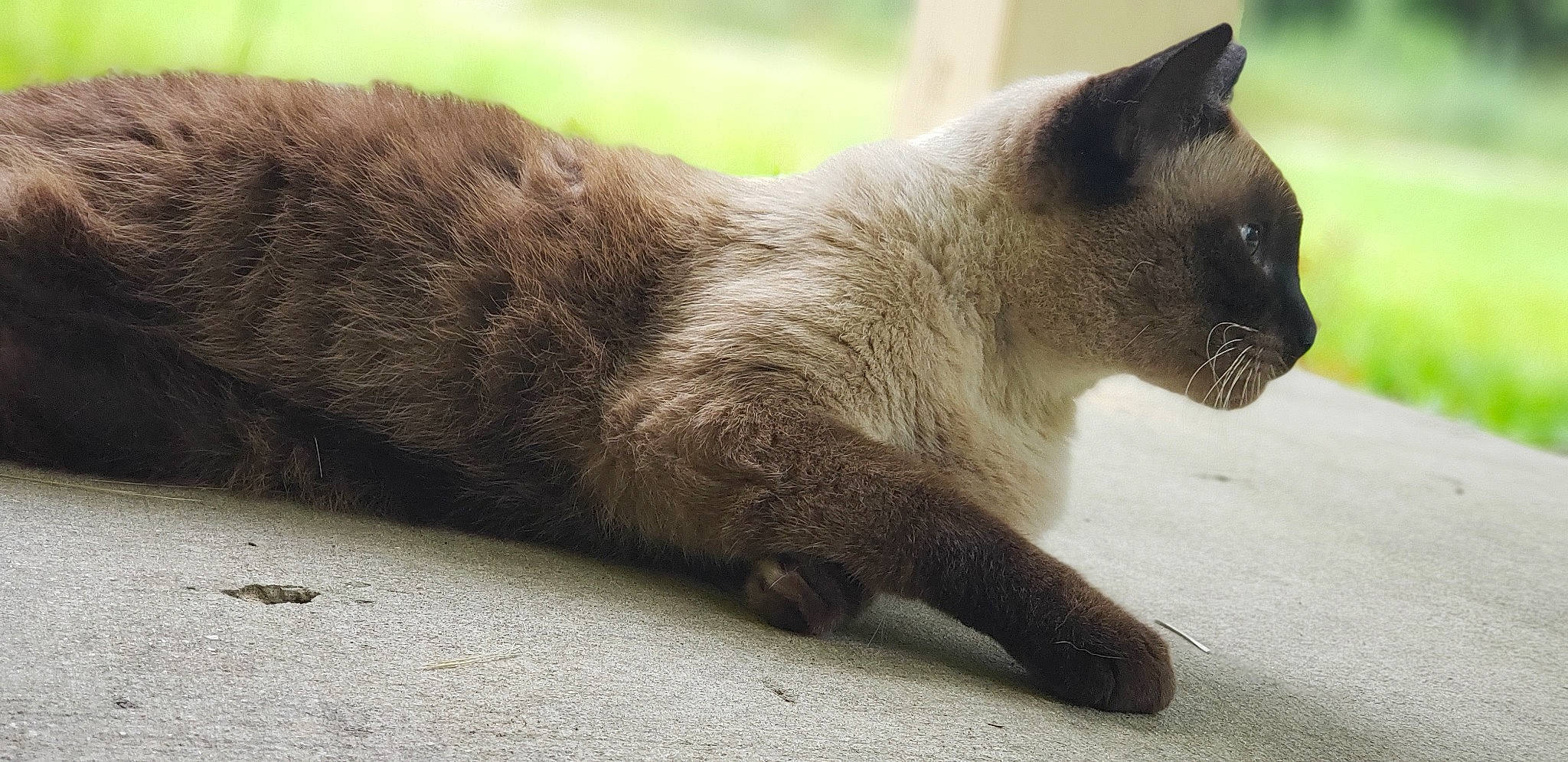 Su Ling joined the competition — help win amazing prizes! asian, balinese, burmese, carnivore, cat, chartreux, domestic_short_haired_cat, fawn, felidae, german_rex, korat, mammal, siamese, small_to_medium_sized_cats, snout, tail, thai, tonkinese, vertebrate, whiskers