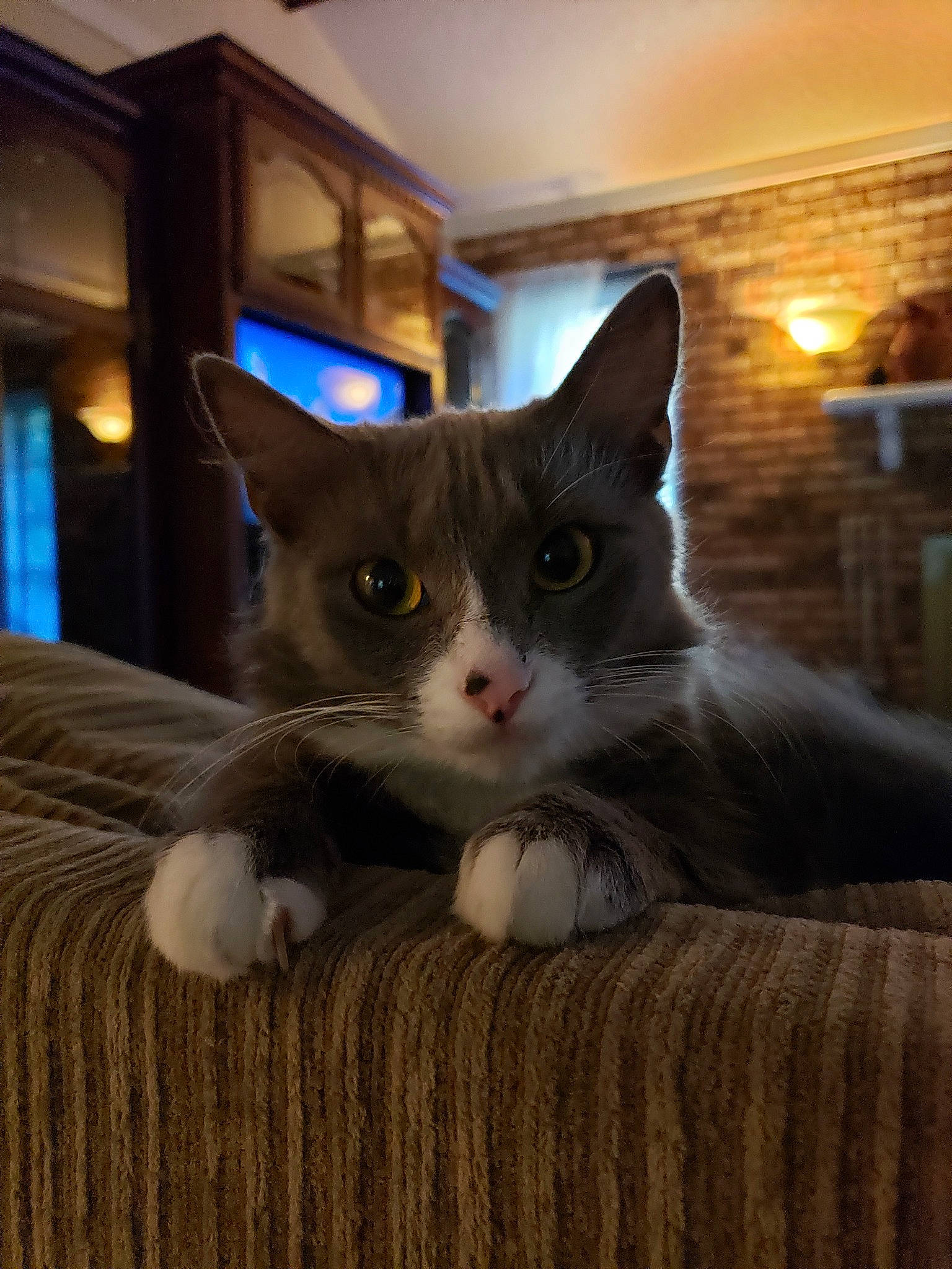 Lu Lu is registered to the contest to win money with this photo: aegean_cat, american_wirehair, asian, carnivore, cat, domestic_short_haired_cat, european_shorthair, fawn, felidae, kitten, mammal, ojos_azules, polydactyl_cat, small_to_medium_sized_cats, snout, whiskers