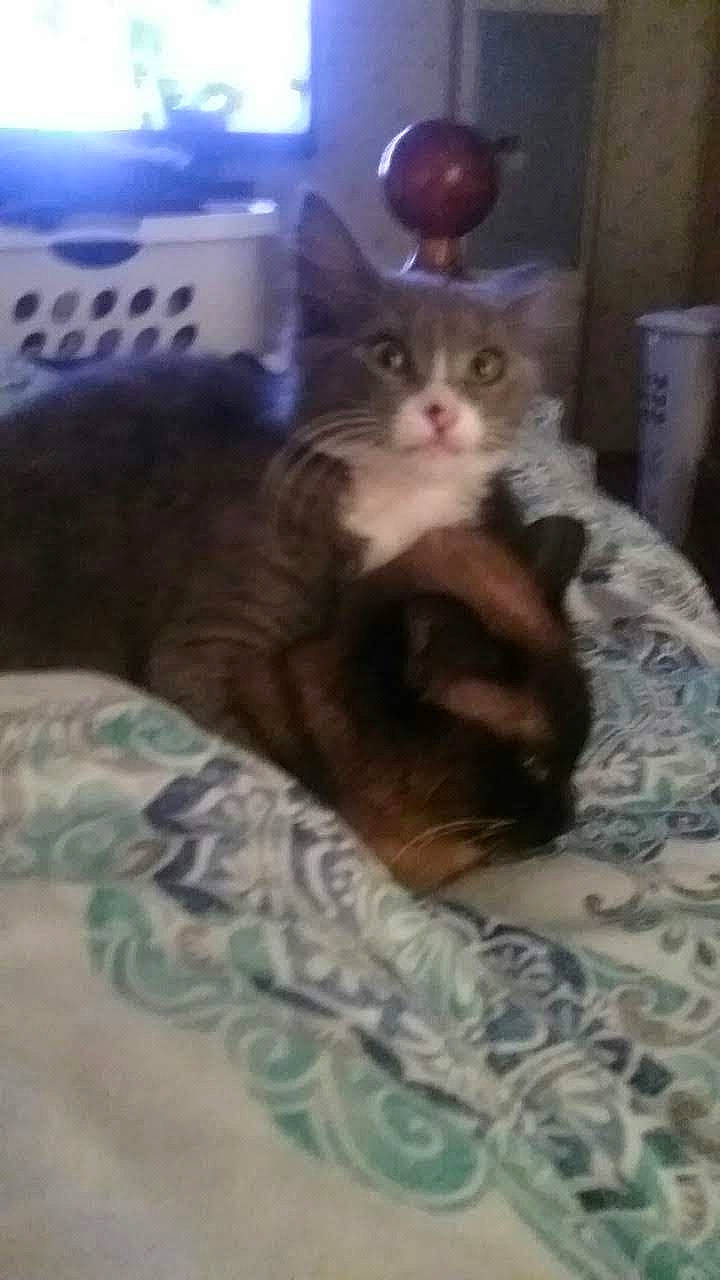 Lu Lu is registered to the contest to win money with this photo: american_curl, asian, carnivore, cat, domestic_short_haired_cat, european_shorthair, fawn, felidae, kitten, mammal, small_to_medium_sized_cats, snout, tabby_cat, vertebrate, whiskers