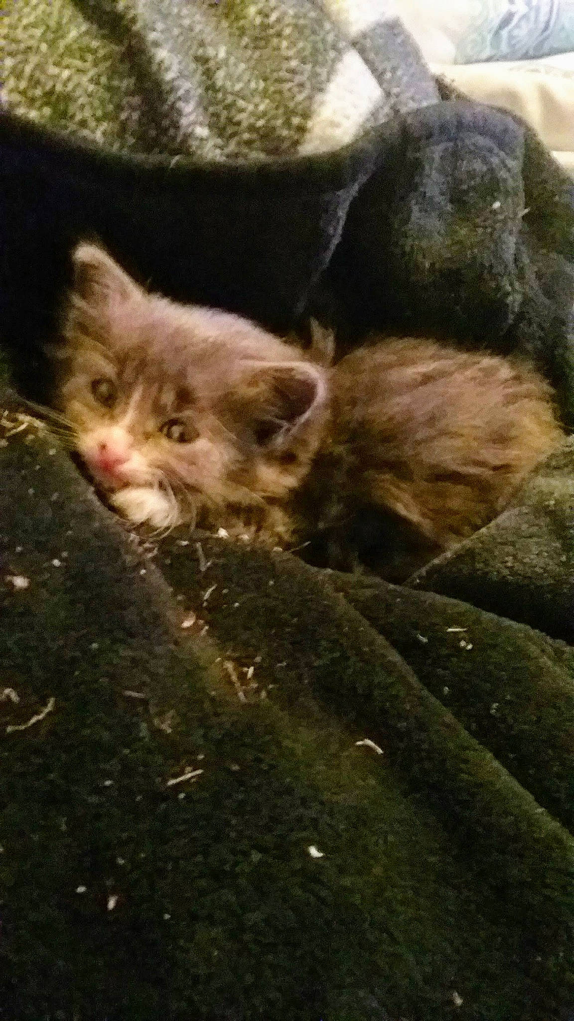 Lu Lu joined the competition — help win amazing prizes! asian, carnivore, cat, domestic_short_haired_cat, european_shorthair, fawn, felidae, fur, kitten, nap, small_to_medium_sized_cats, snout, tabby_cat, whiskers