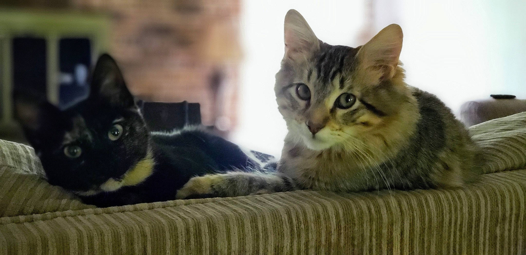 Cleo is registered to the contest to win money with this photo: aegean_cat, american_shorthair, american_wirehair, asian, carnivore, cat, domestic_short_haired_cat, dragon_li, european_shorthair, felidae, fur, kitten, maine_coon, mammal, paw, polydactyl_cat, small_to_medium_sized_cats, tabby_cat, vertebrate, whiskers