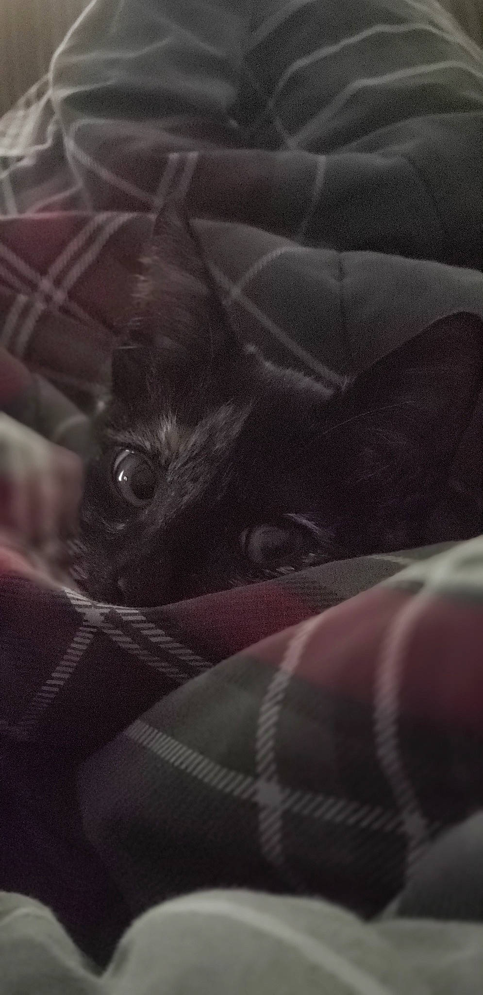 Cleo is registered to the contest to win money with this photo: black, black_hair, couch, design, flesh, footwear, hand, leg, macro_photography, mouth, muscle, pattern, textile