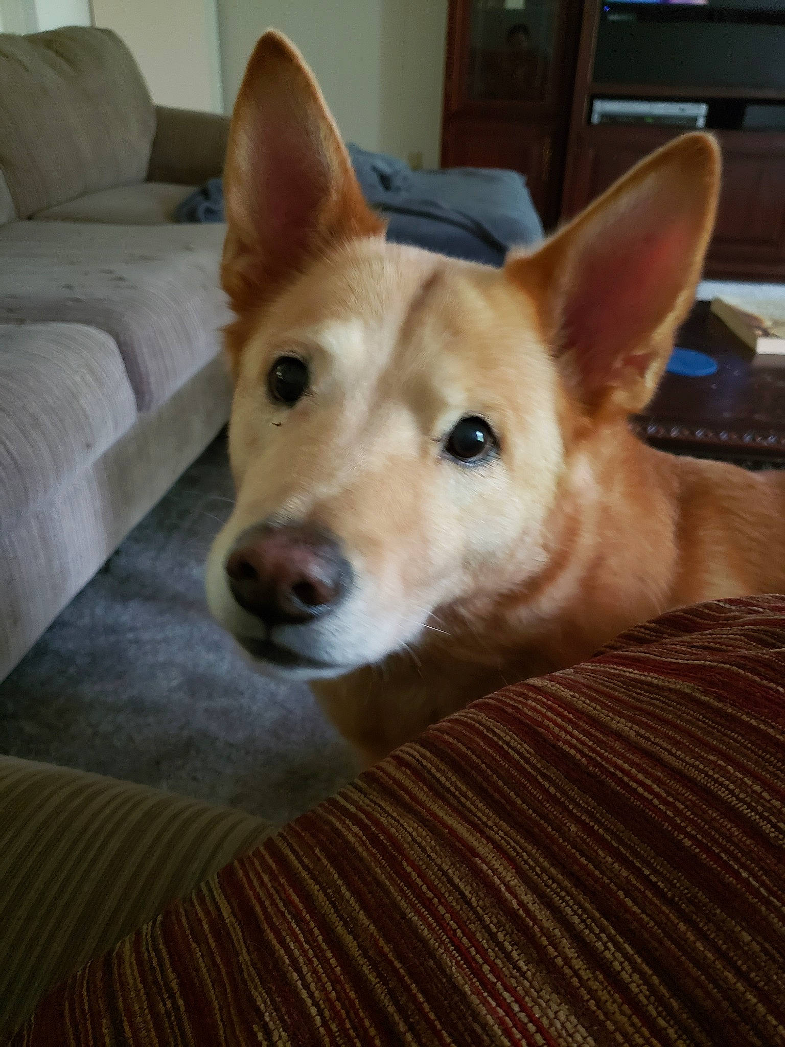 Fin joined the competition — help win amazing prizes! canaan_dog, canidae, carnivore, carolina_dog, dog, dog_breed, ibizan_hound, korean_jindo_dog, mammal, non_sporting_group, norwegian_buhund, pariah_dog, portuguese_podengo, snout, vertebrate, whiskers