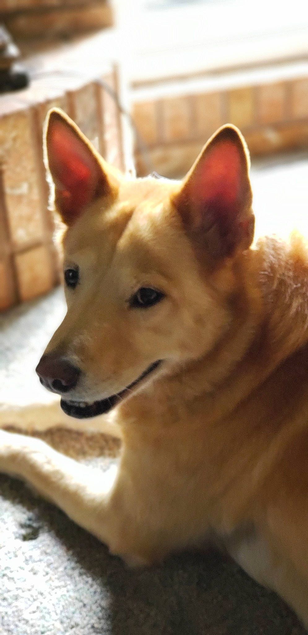 Fin joined the competition — help win amazing prizes! ancient_dog_breeds, canaan_dog, canidae, carnivore, carolina_dog, dingo, dog, dog_breed, fawn, korean_jindo_dog, mammal, new_guinea_singing_dog, non_sporting_group, norwegian_buhund, pariah_dog, shikoku, snout, vertebrate, whiskers, wolfdog