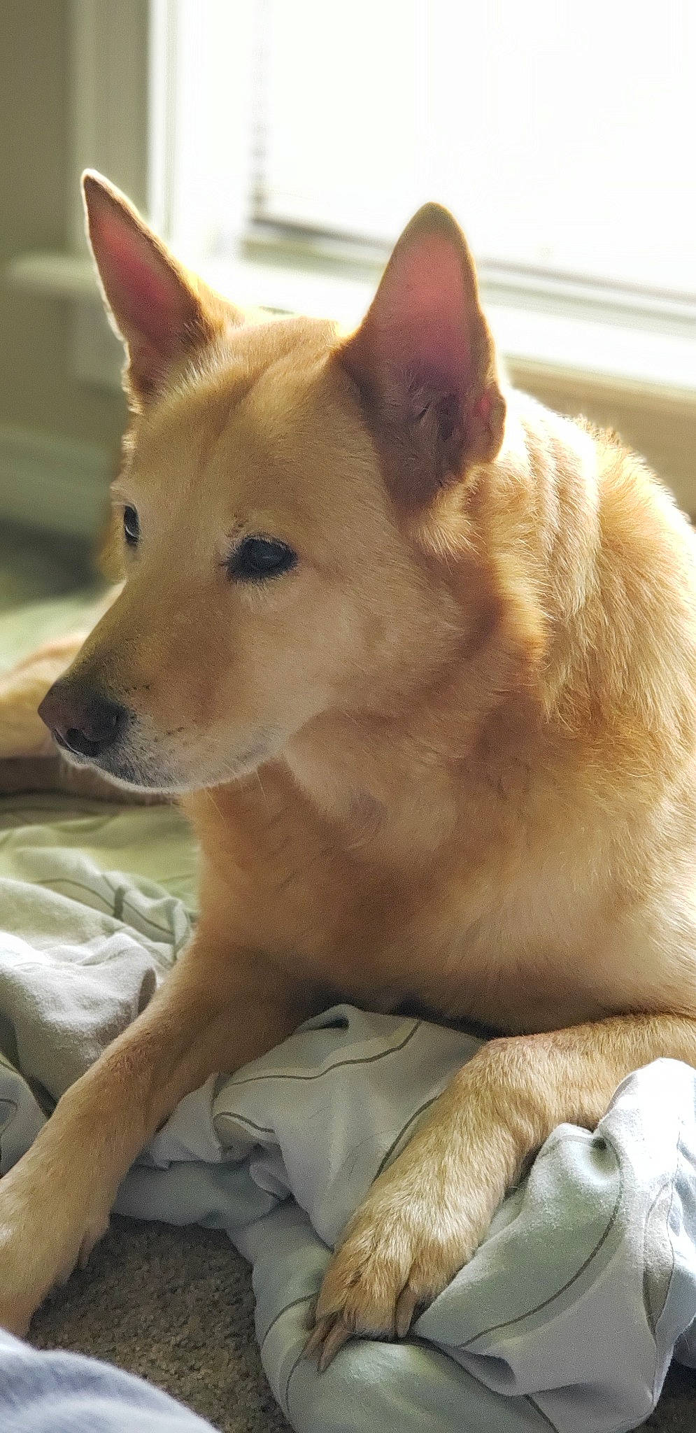 Fin joined the competition — help win amazing prizes! ancient_dog_breeds, canaan_dog, canidae, carnivore, carolina_dog, dingo, dog, dog_breed, fawn, finnish_spitz, korean_jindo_dog, mammal, new_guinea_singing_dog, non_sporting_group, norwegian_buhund, pariah_dog, shiba_inu, shikoku, snout, vertebrate
