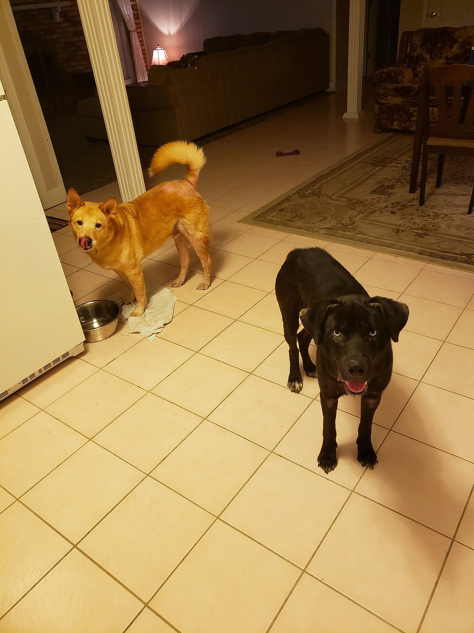 Apollo joined the competition — help win amazing prizes! borador, canidae, carnivore, companion_dog, dog, dog_breed, fawn, floor, flooring, hardwood, korean_jindo_dog, mammal, non_sporting_group, patterdale_terrier, sporting_group, tail, tile