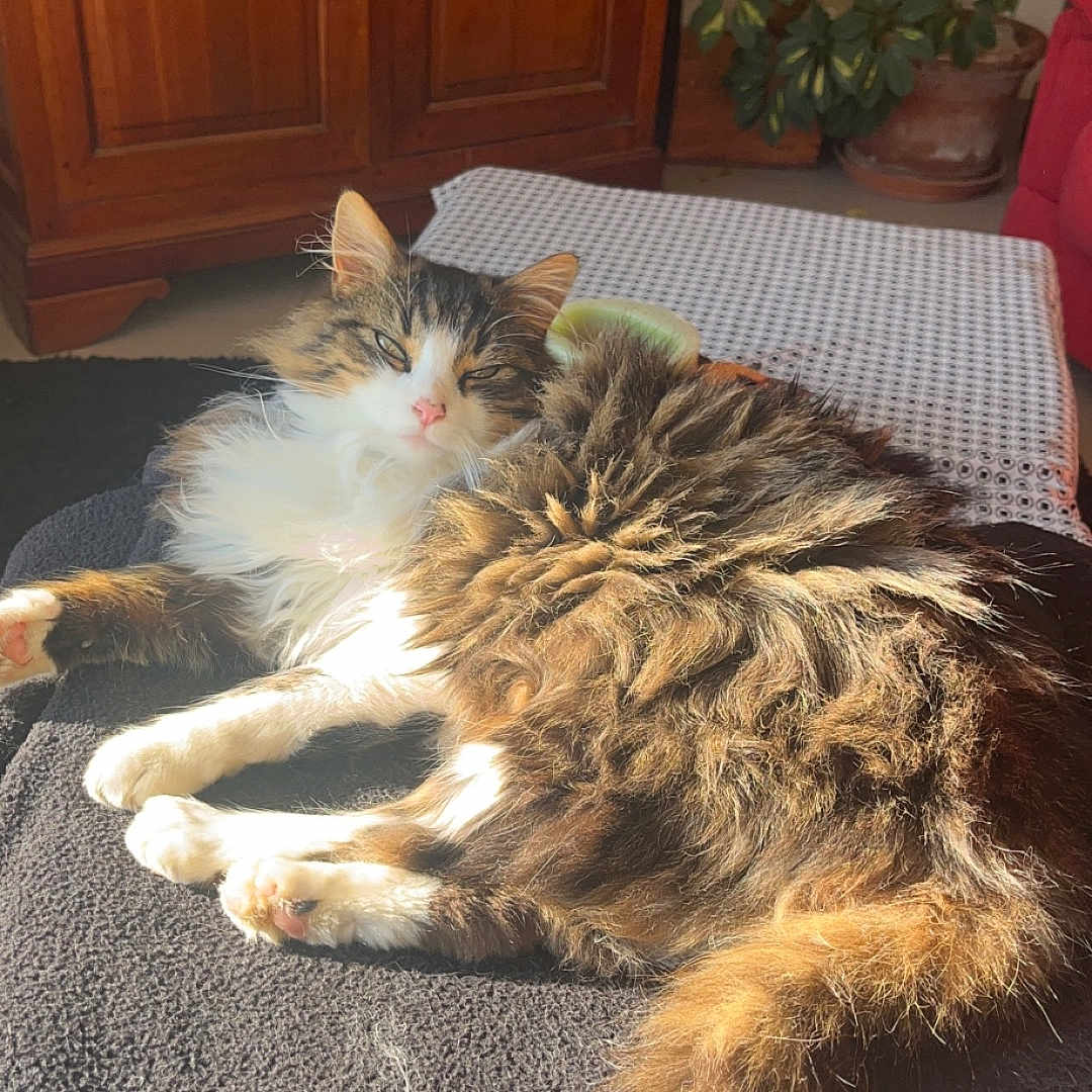Câline